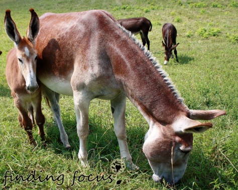 donkey or mule and mother