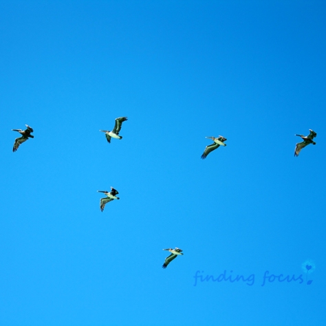 pelicans flying, pelicans in v formation, birds flying in a v, pelicans against bright blue sky